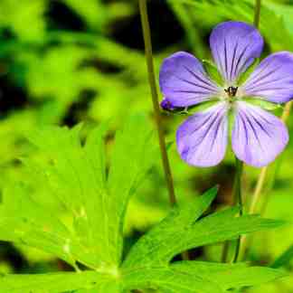 Wild Geranium Alaska Native Flower (Geranium erianthum)