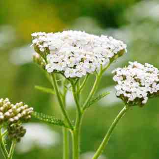 Yarrow Seed Alaska Native Flower (Achillea millefolium)