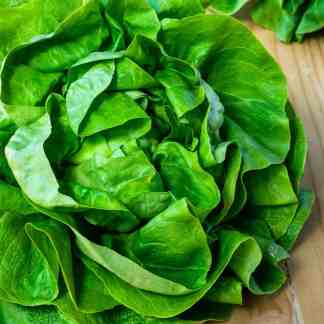 Arctic King Lettuce Seeds Cold-Hardy Butterhead for Alaska Gardens
