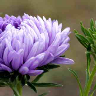 Aster ‘Peony Mix’ Seeds Showy Double Blooms for Short Seasons