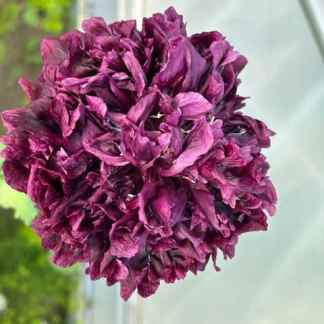 Alaska Poppy Garden Bundle