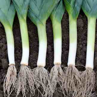 King Richard Leek Seed (Allium ampeloprasum var. porrum)
