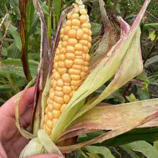 Early Sweet Corn Seed (Zea mays var. rugosa)