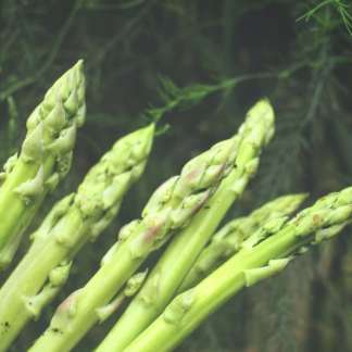 Asparagus Seed (Asparagus officinalis) Mary Washington