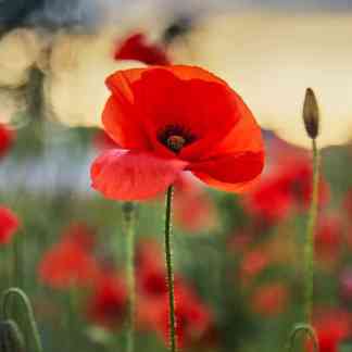 Red Corn Poppy Seed (Papaver rhoeas)