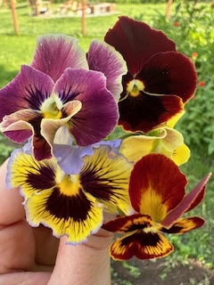 Pansy and Viola Seed Blend