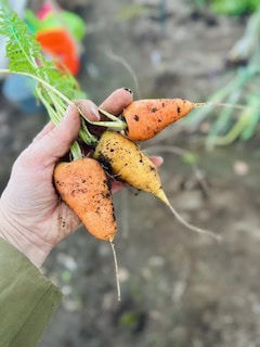 Carrot Chataney Red Core Seed