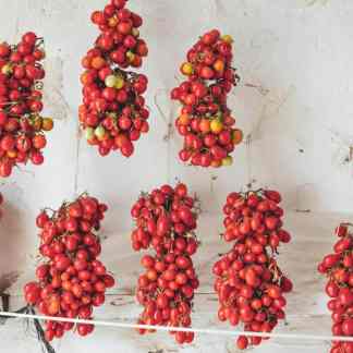 Piennolo Rosso Tomato (Italian Storage) Solanum lycopersicum