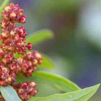 Cherry Vanilla Quinoa (Chenopodium quinoa)