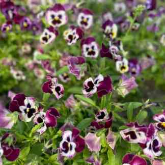 Pansy Frilled Raspberry (Viola x wittrockiana)