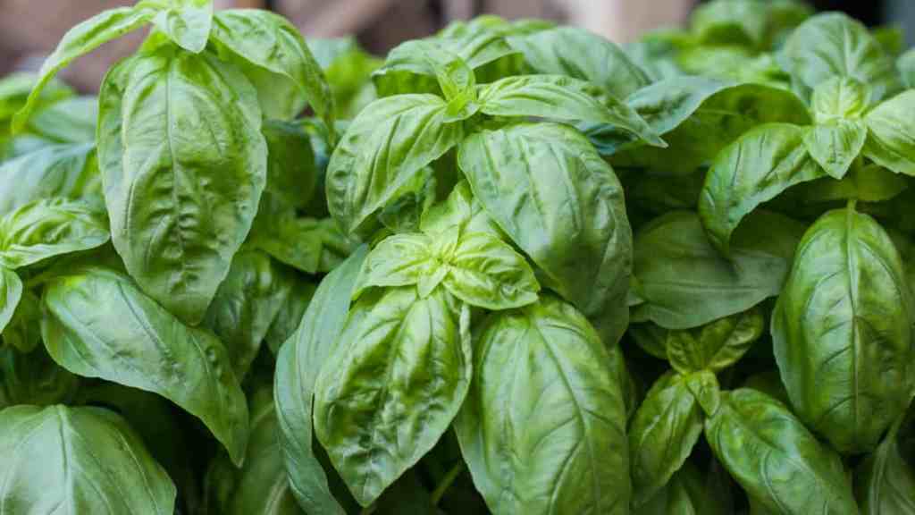 Alaska Seeds Seeds for Northern Gardens