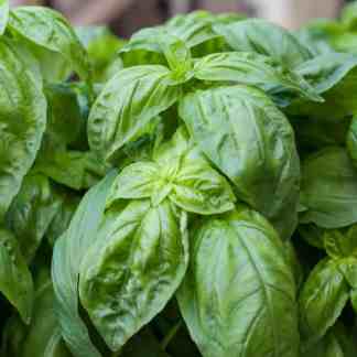 Basil Lettuce Leaf (Ocimum basilicum)