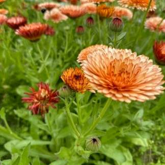 Calendula Orange Flash: A sunset in every bloom