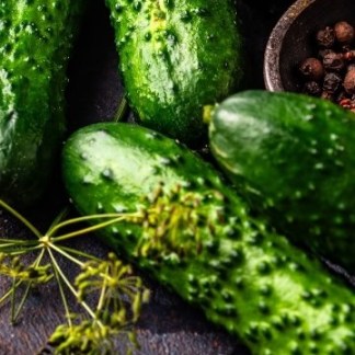 Cucumber Seed Spacemaster (Cucumis sativus) The cucumber you can grow outside in Alaska