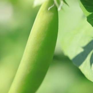 Pea Seed Sugar Ann (Pisum sativum) This is the pea for Alaska