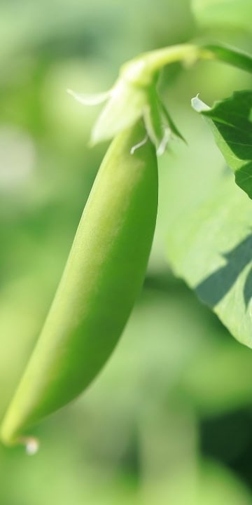 Pea Seed Sugar Ann (Pisum sativum) This is the pea for Alaska