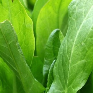 Sorrel Seed (Rumex acetosa) The perennial leafy green for Alaska