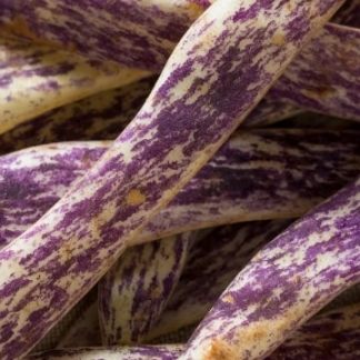 Bean Dragon Tongue (Phaseolus vulgaris) Beautiful Bush Bean for Alaska
