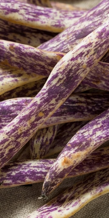 Bean Dragon Tongue (Phaseolus vulgaris) Beautiful Bush Bean for Alaska