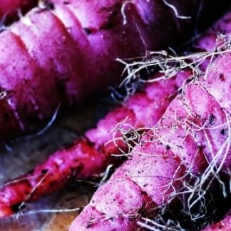 Carrot Seed Cosmic Purple (Daucus carota)