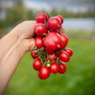 Growing Tomatoes in Alaska In Person Plants & Sets Included