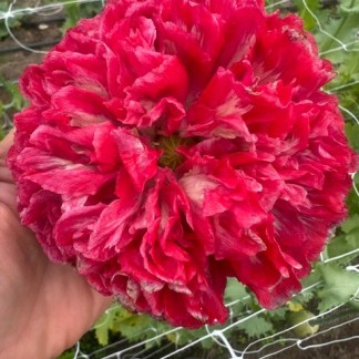 Poppy Double Peony Antique (Papaver somniferum)