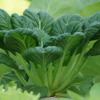 Mature Tatsoi plant with dark green, spoon-shaped leaves growing in a compact rosette in the garden.
