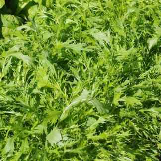 Close-up of fresh Mizuna and Wasabi Arugula leaves with delicate serrated edges and vibrant green foliage, featured in our Spicy Greens Seed Blend.